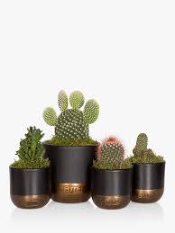 Rakhi return gifts for sister30 products. The Little Botanical Cactus Plant Family At John Lewis Partners