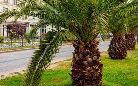 What Palm Trees Can I Grow In West Palm