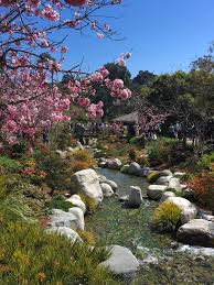 sakura blossom festival museofadventure