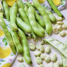 how to cook broad beans fava beans