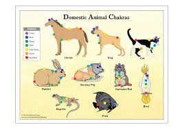 Printable 7 Chakra Animal Pet Chart For Reiki Hand Positions