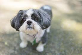 what is a shih poo mix key facts and