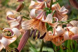 tiger lily meaning and symbolism of