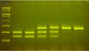 loading dyes differ from dna stains