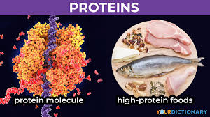 exles of protein in biology and t