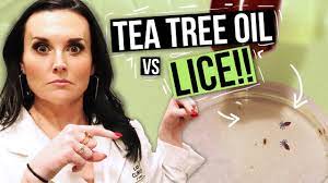 removing lice with tea tree oil