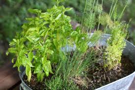 Diy Container Herb Garden All Things