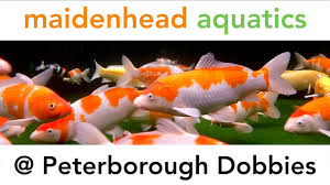 maidenhead aquatics peterborough