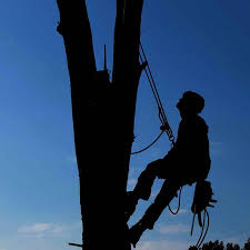 It's christmas tree time in georgetown! Tree Trimming Removal Burnet Georgetown Tx Perez Tree Care