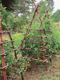 Ideas For Growing A Vegetable Garden