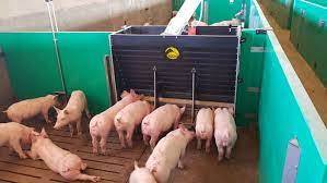 new feeders offer pigs eating choices