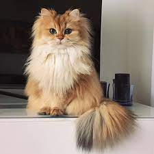 this beautiful british longhair is the