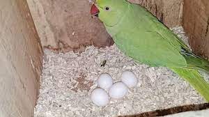 indian ringneck parrot breeding season