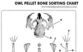 Owl Pellet Study Kit For Classrooms