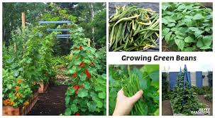 growing green beans in garden beds and