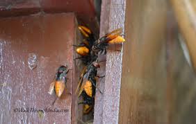 hornet wasp and 5 species of honey bees