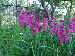 gladiolus deserve a spot in today s