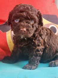 available puppies virginia poodles