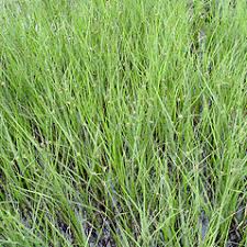 Bolboschoenus maritimus (saltmarsh tuber-bulrush): Go Botany