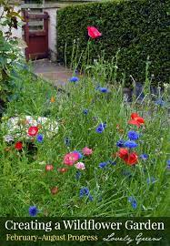 how to grow a wildflower cottage garden