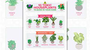 The 10 Houseplants Pas Should Avoid