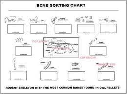 Owl Pellet Bone Sorting And Identification Chart Owl