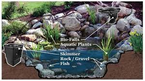 Components Of An Ecosystem Fish Pond