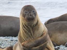 Image result for seals