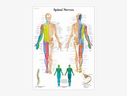Anatomical Chart Spinal Nerves Spinal Nerve Root