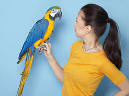 a macaw or an african grey