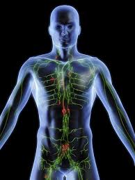 lymph nodes their purpose and signs of