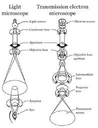 light microscope and electron