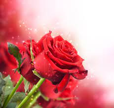 Red Roses | Rose flower wallpaper, Rose ...