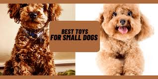 toy poodles vs miniature poodles