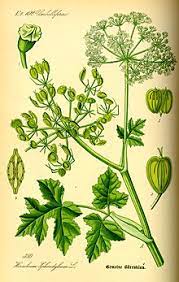 В роду этого растения (по латыни heracleum. Borshevik Vikipediya
