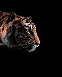 Great images can do a lot to boost your content marketing. Tiger Pictures Download Free Images Stock Photos On Unsplash