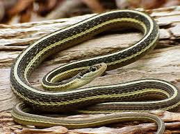 Virginia is home to more than thirty species of snakes, but i've narrowed this post down to just a handful of species that are encountered most frequently around local homes and gardens. Ribbon Snake Wikipedia