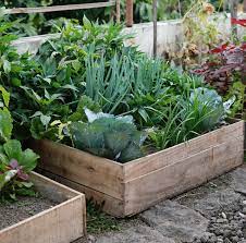Jika ditanami tanaman sayur/buah bisa sebagai bahan makanan tambahan. Berkebun Di Lahan Sempit 1x1 Meter Indmira