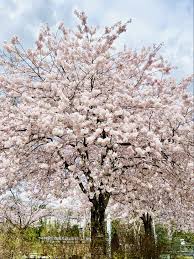 cherry blossoms 2023 where to see them