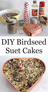 diy birdseed suet cakes house of