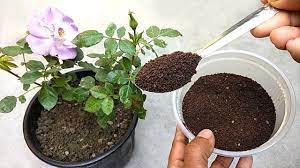 natural fertilizer for rose plants