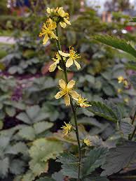 Fragrant Agrimony, Agrimonia procera - Flowers - NatureGate