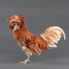 My Pet Chicken gambar png