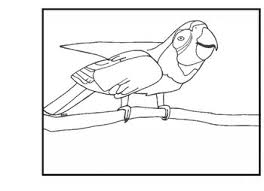 Print this colouring sheet of a macaw; Macaw Coloring Page Worksheets Teaching Resources Tpt
