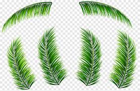 palm branch leaf arecaceae palm leaves