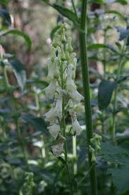 Aconitum vulparia - Wikipedia