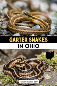 garter snakes in ohio visit ohio today