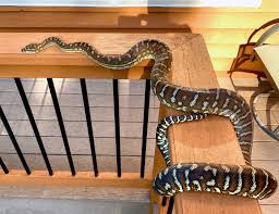 carpet python vs boa