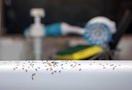 get rid of ants around the kitchen sink