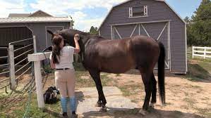 horse liniment just in time for